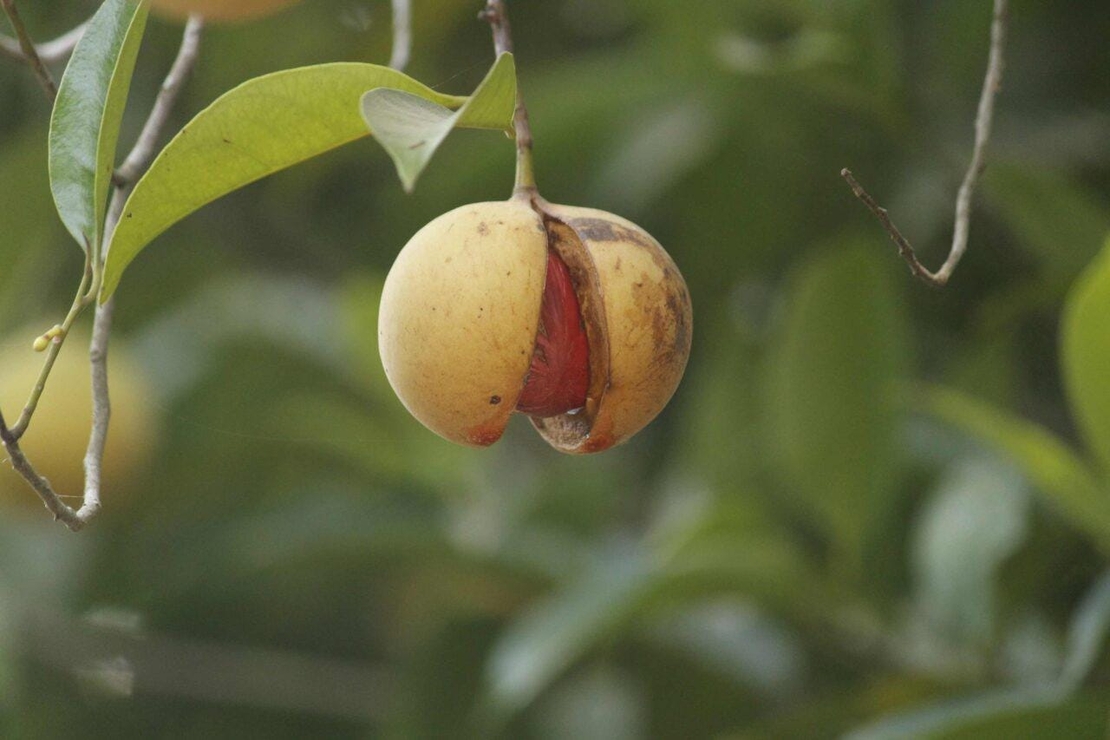 Organic Nutmeg Ground Powder | Myristica Fragrans | Grade A | Natural Powder | Powder