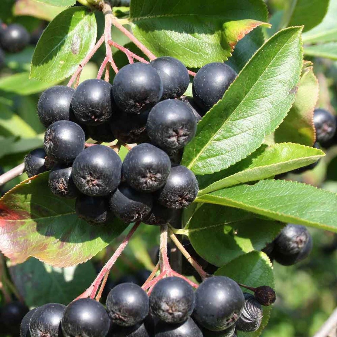Aronia Berry | Black Chokeberry Berries | Aronia prunifolia | Natural Herbs Remedy | Natural Organic Tea | Organic Dried Herb | Loose Herb