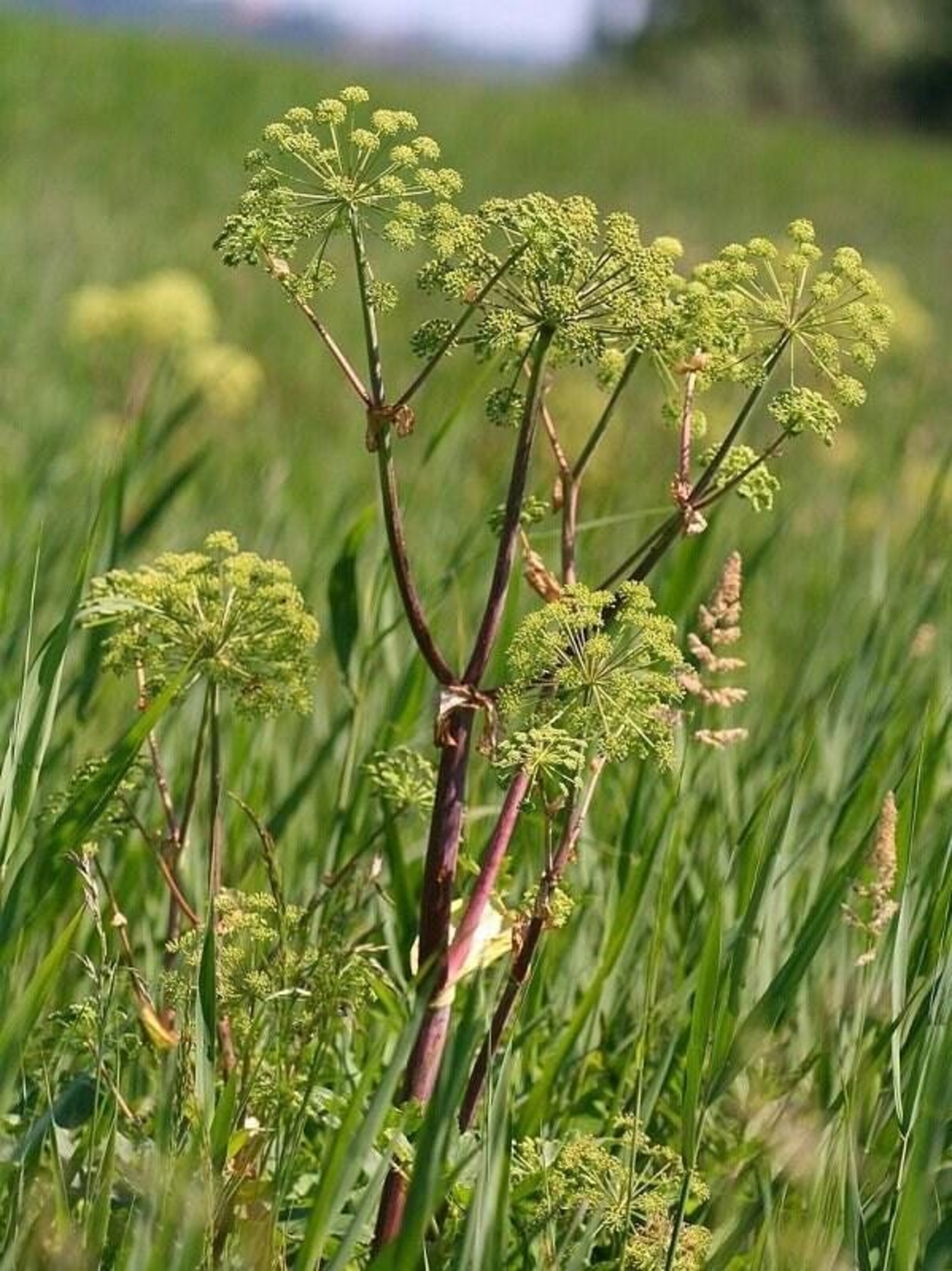 Organic ANGELICA ROOT POWDER | angelica archangelica | angelica root tea | powder | herbal tea | dried root powder | herba | tea | organic