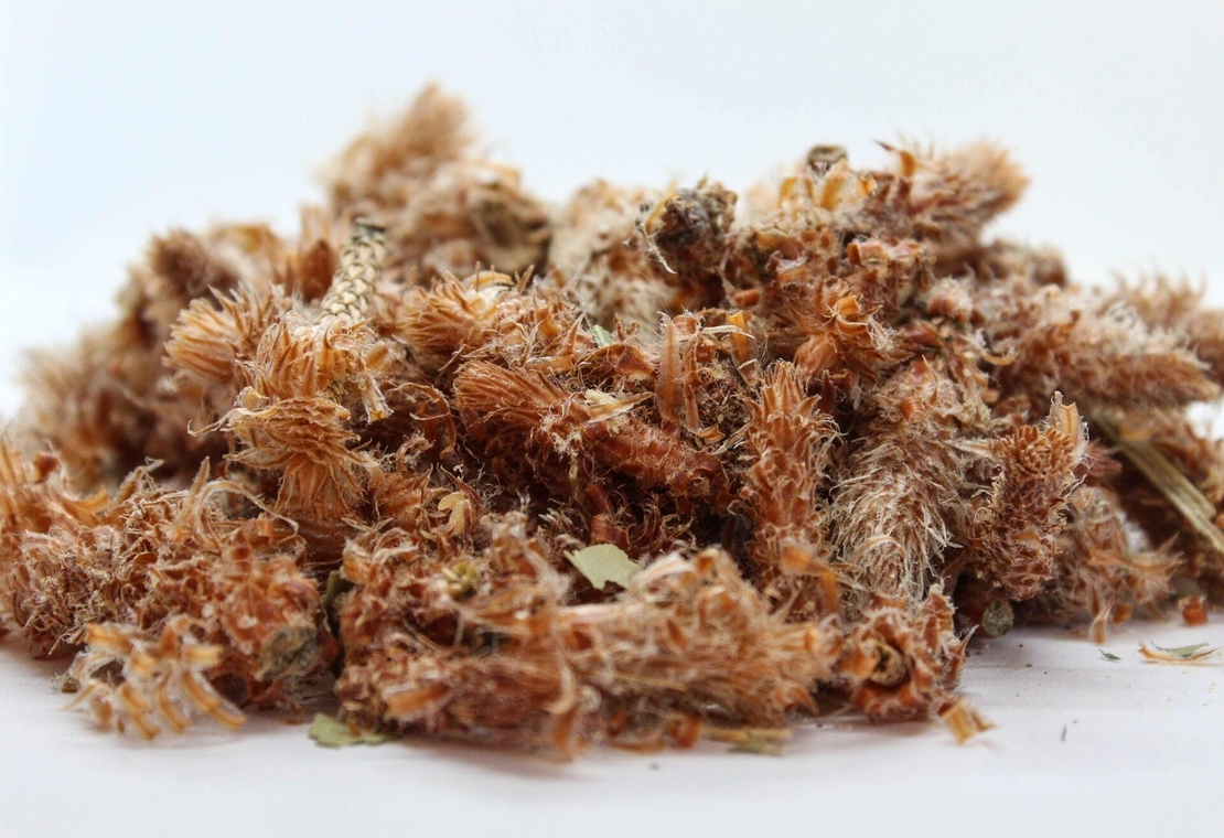 Organic PINE TOPS | Pinus sylvestris | Wild Picked | Pine Tops for Pine Tops Tea Premium Quality Wildharvested Pine Tops Tea