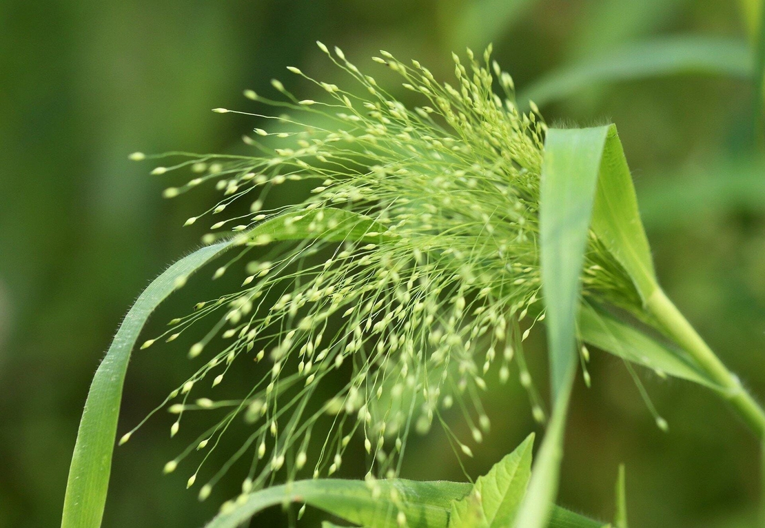 Organic MILLET POWDER | panicum virgatum | millet flour | hulled millet flour | hulled millet seeds powder