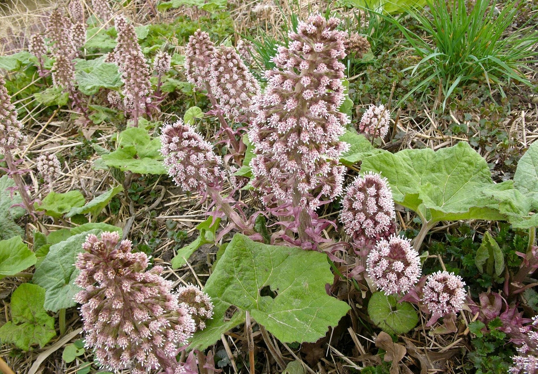Organic BUTTERBUR ROOT | petasites hybridus | butterbur tea | herbal tea | dried root | organic herbs | dried herbs | herba | tea