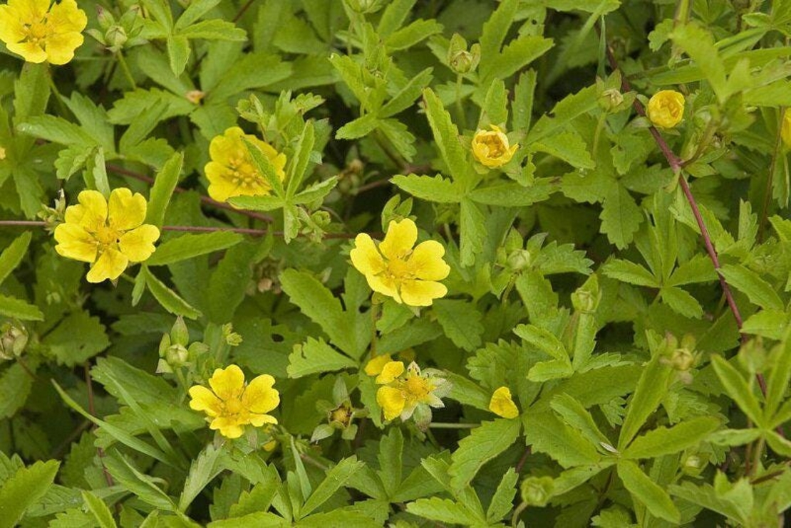 Organic CINQUEFOIL HERB | Potentilla reptans l | Medicinal Herbs | Dried Herbal Tea | Herbal Medicine | Herbal Tea | Herba | Tea | Oragnic
