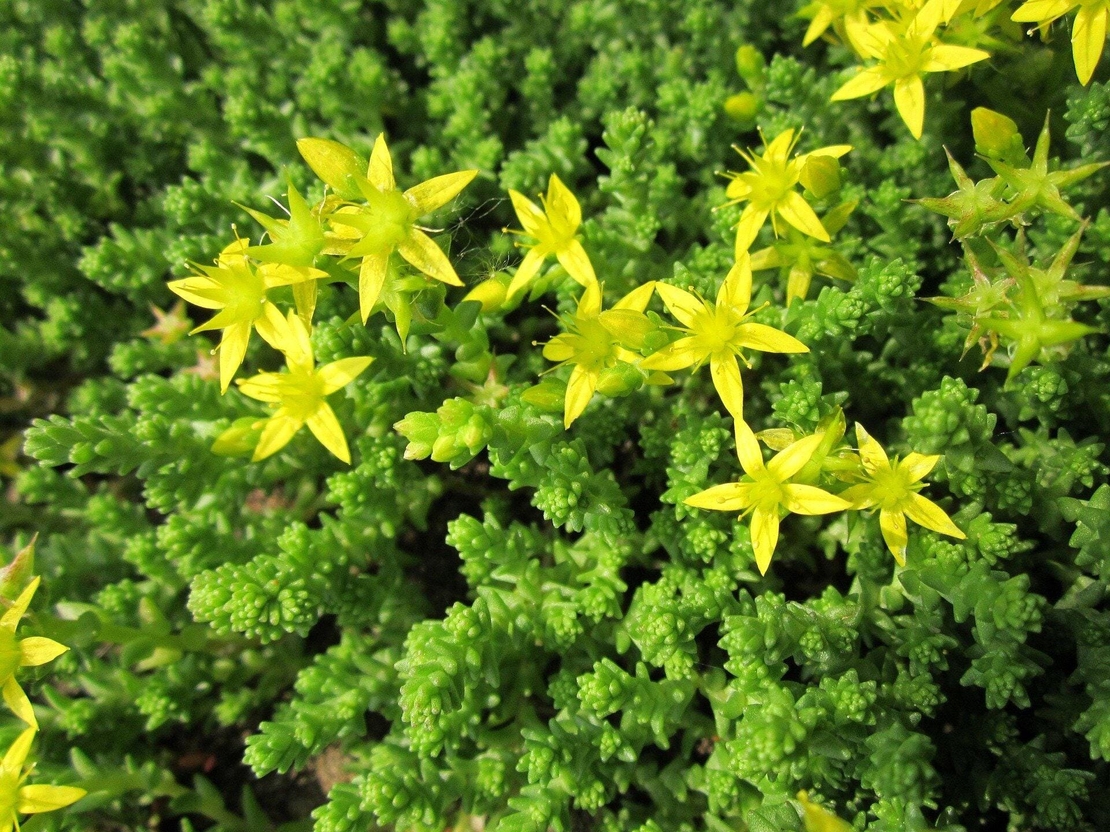 Organic goldmoss stonecrop herb | sedum acre | goldmoss stonecrop tea | herbal tea | herba | tea | organic herbs | dried herbs | herba