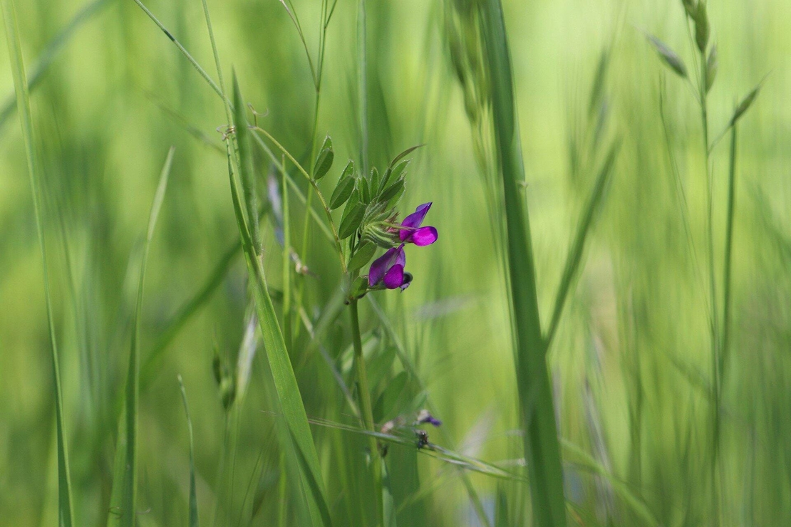 Organic COMMON VETCH SEEDS | Vicia sativa | Vetch Seeds Tea | Garden Vetch | Dried Seeds | Organic Seeds | Herbal Tea | Herba