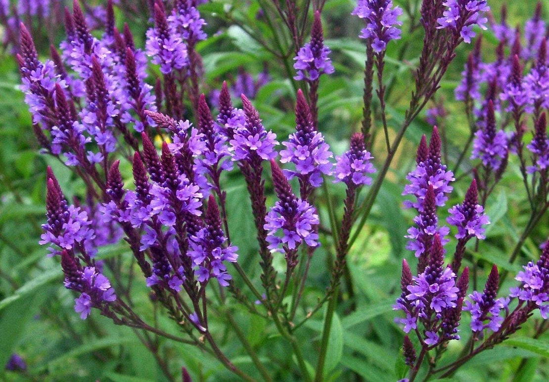 Organic BLUE VERVAIN HERB | verbena hastata | vervain herb tea | herbal tea | organic herbs | verbena officinalis