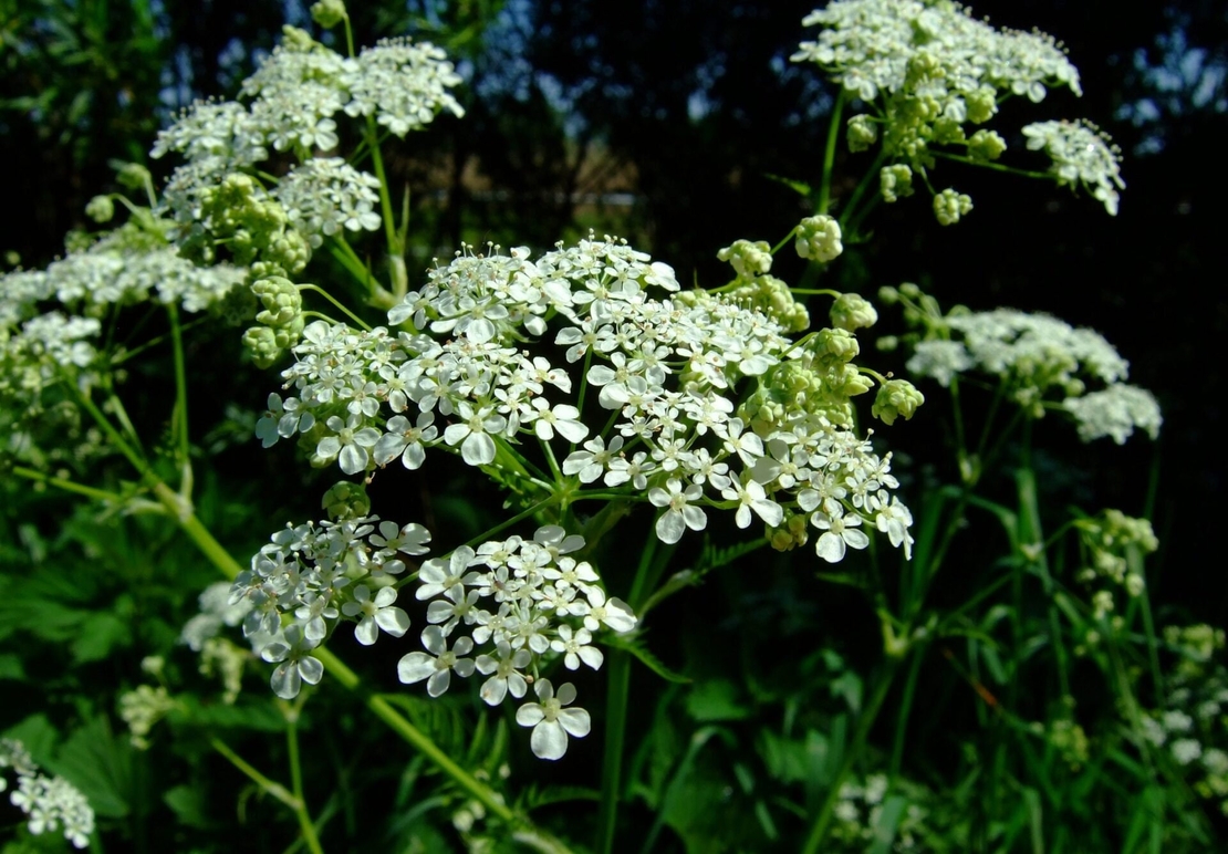 Organic PARSLEY ROOT | Petroselinum Crispum | Parsley Root Tea | Herbal Tea | Herba | Tea | Dried Root | Organic Root | Dried Herbs | Herbs