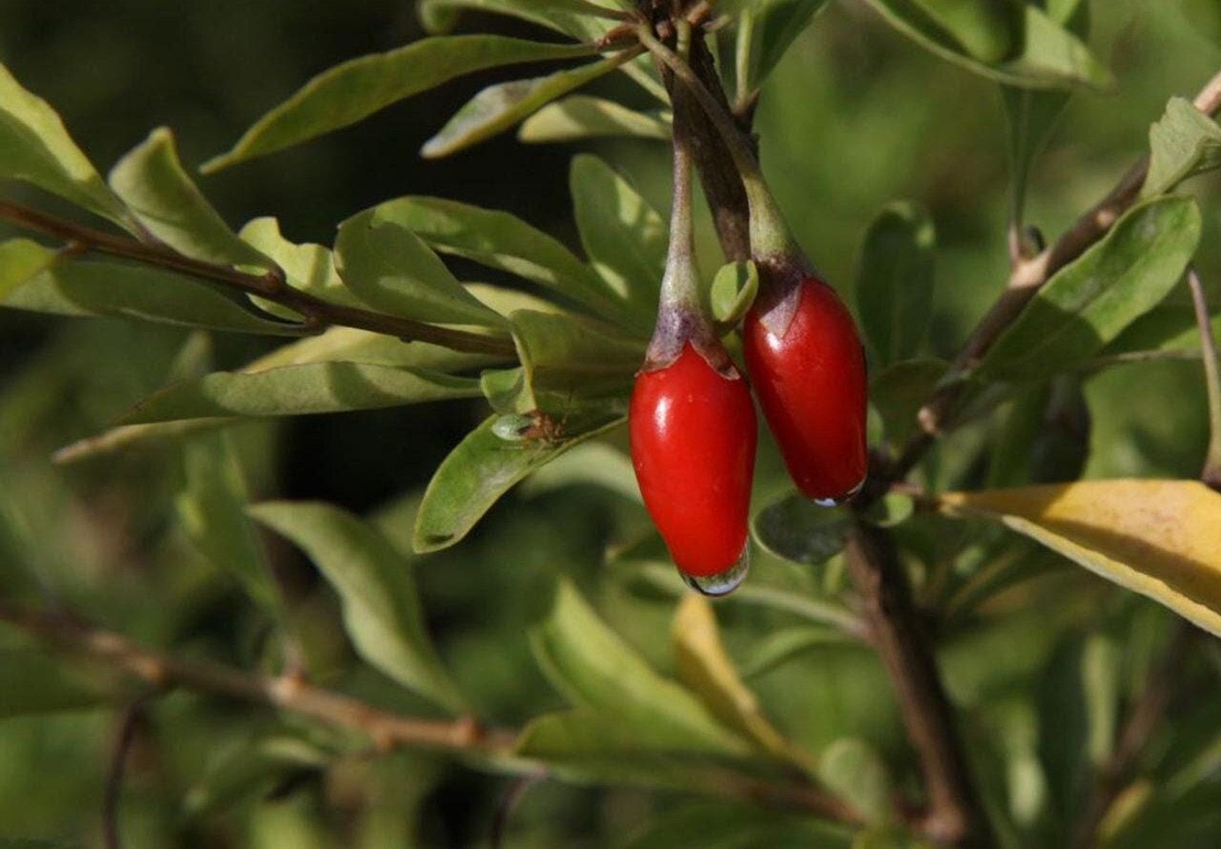 Organic GOJI BERRIES | lycium barbarum | goji berry tea | herbal tea | dried berries | organic berries | organic herb | herba | tea | fruits