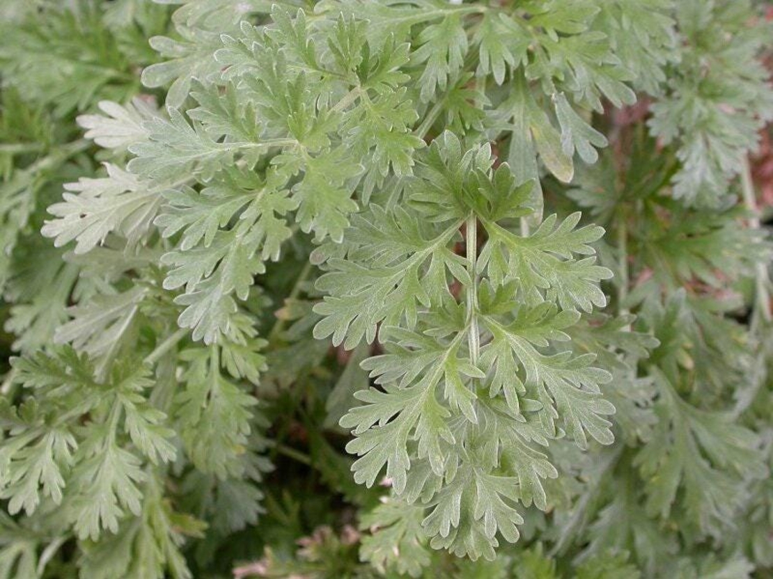Organic Wormwood Herb (Artemisia absinthium)