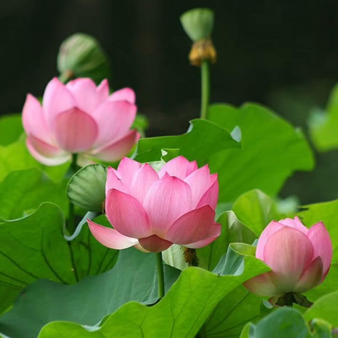 Organic LOTUS LEAF | nelumbo nucifera | lotos leaf tea | dried leaf | herbal tea | herba | tea | herbalism | organic herbs | dried herbs