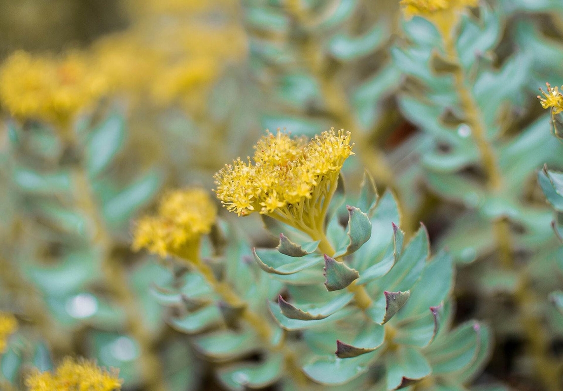 Organic RHODIOLA ROOT | rhodiola rosea | rhodiola root tea | herbal tea | herba | tea | organic root | dried root | organic herbs | natural