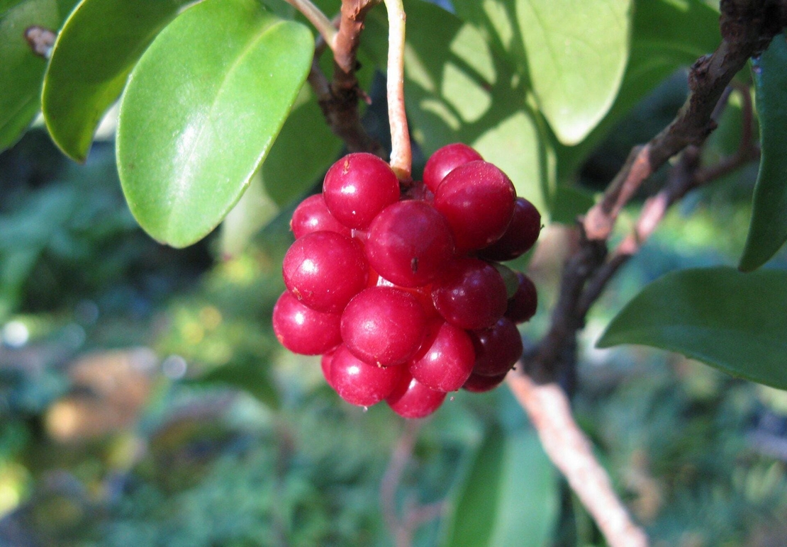 Organic Schizandra Berries | Schisandra Chinensis | Schisandra Berries Premium Grade | Herbal Tea | Fruits Tea | Natural Berries