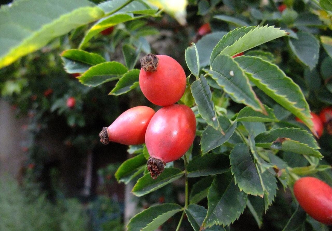 Whole Dried Rosehips – Organic Rosa Canina – Rich in Vitamin C – Wild Harvested Herbal Tea & Natural Remedy