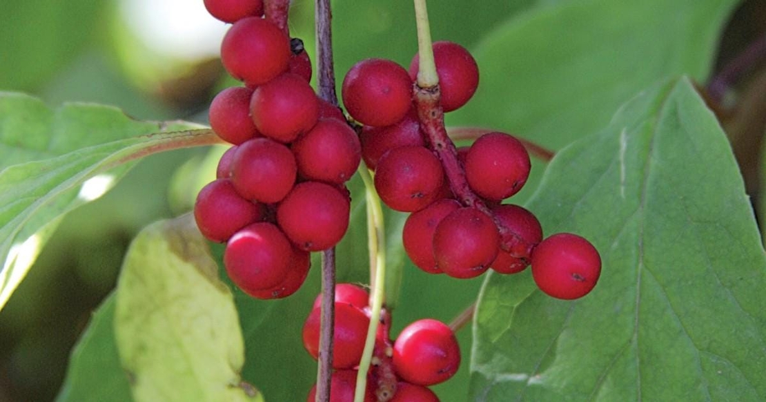 Organic Schizandra Berries | Schisandra Chinensis | Schisandra Berries Premium Grade | Herbal Tea | Fruits Tea | Natural Berries