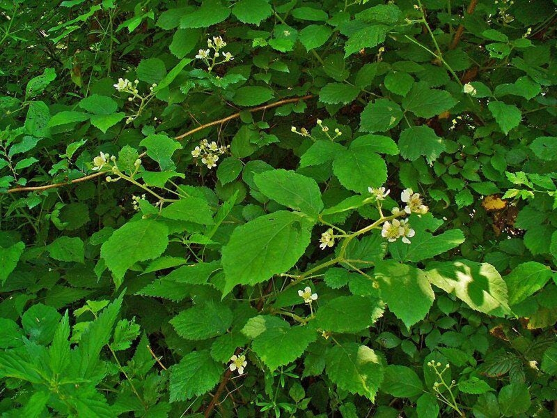 Organic BLACKBERRY LEAF | Rubus Fruticosus | Blackberry Tea | Herbal Tea | Dried Leaf | Health Remedy | Dried Herbs | Dried Bulk Tea