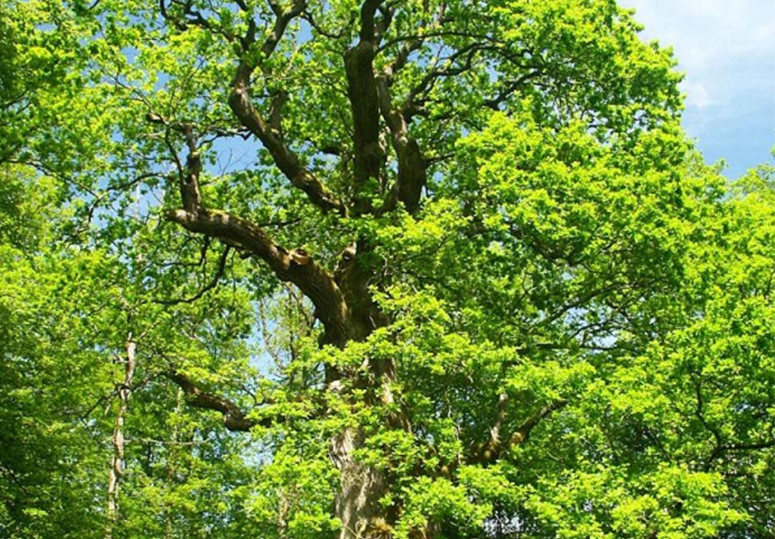 Organic OAK BARK | Quercus Robur | Oak Bark Tea | Herbal Tea | Dried Bark | Dried Herbs | Organic Herbs | Herba | Organic Bark Cortex