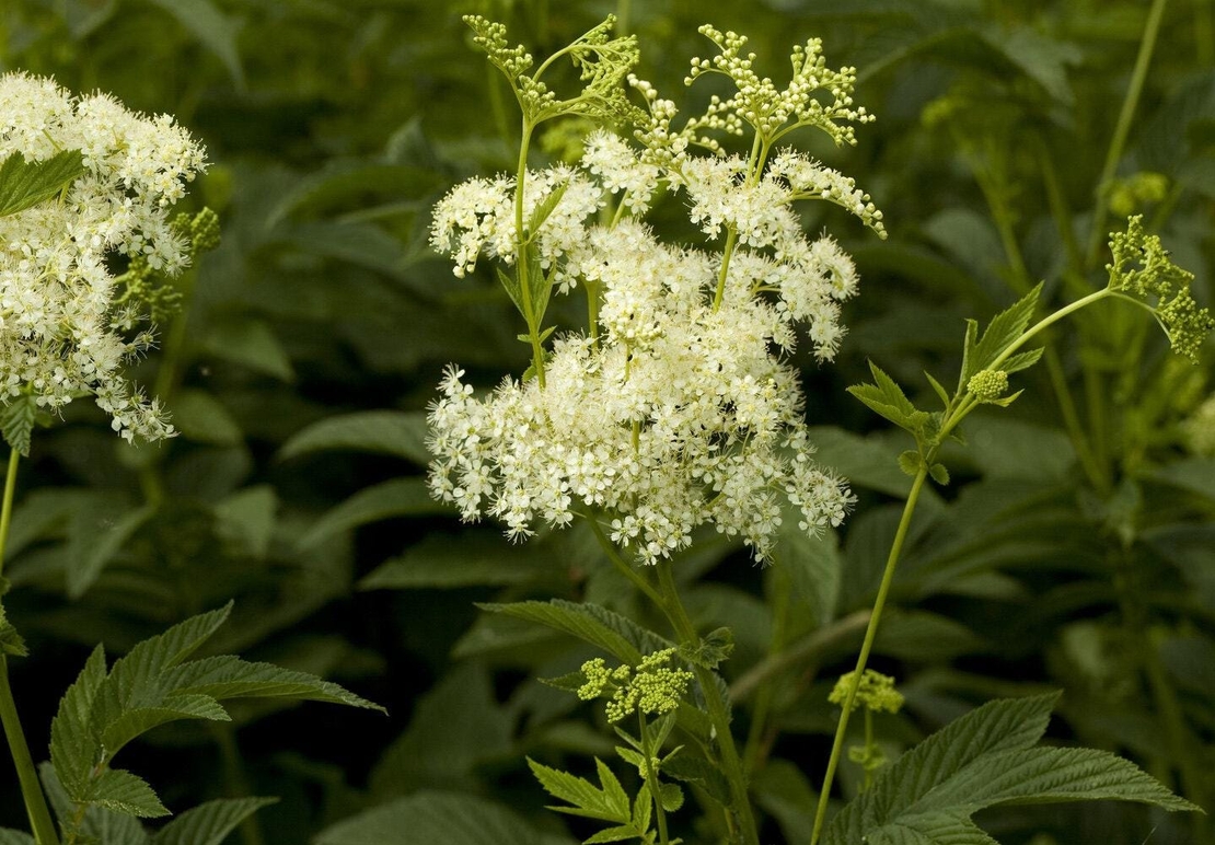 Organic MEADOWSWEET HERB | filipendula ulmaria | meadowsweet tea | herbal tea | dried herbs | organic herbs | herba | tea | herbalism
