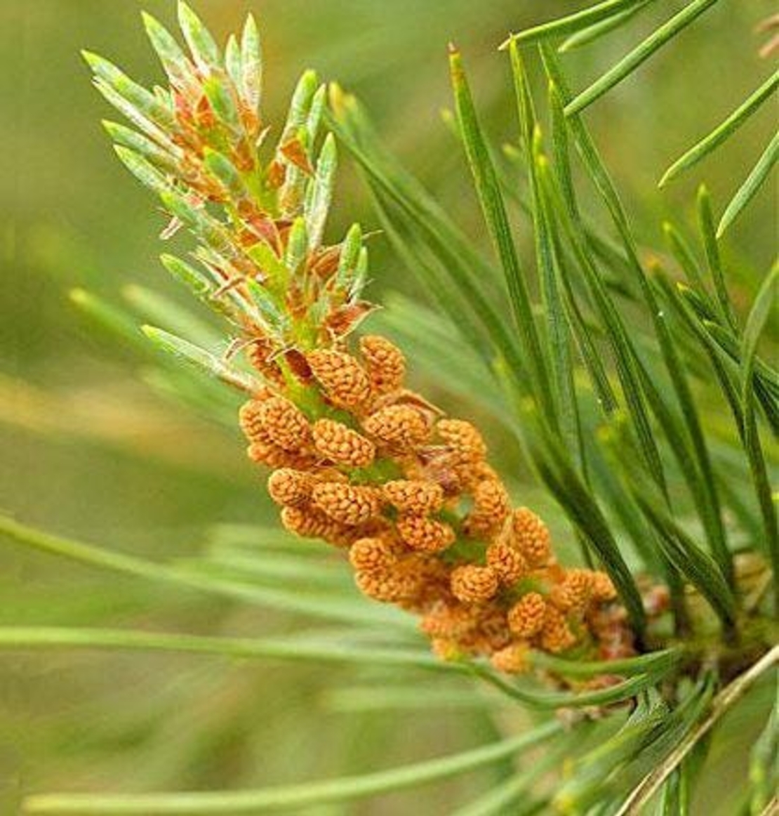 Organic PINE TOPS | Pinus sylvestris | Wild Picked | Pine Tops for Pine Tops Tea Premium Quality Wildharvested Pine Tops Tea