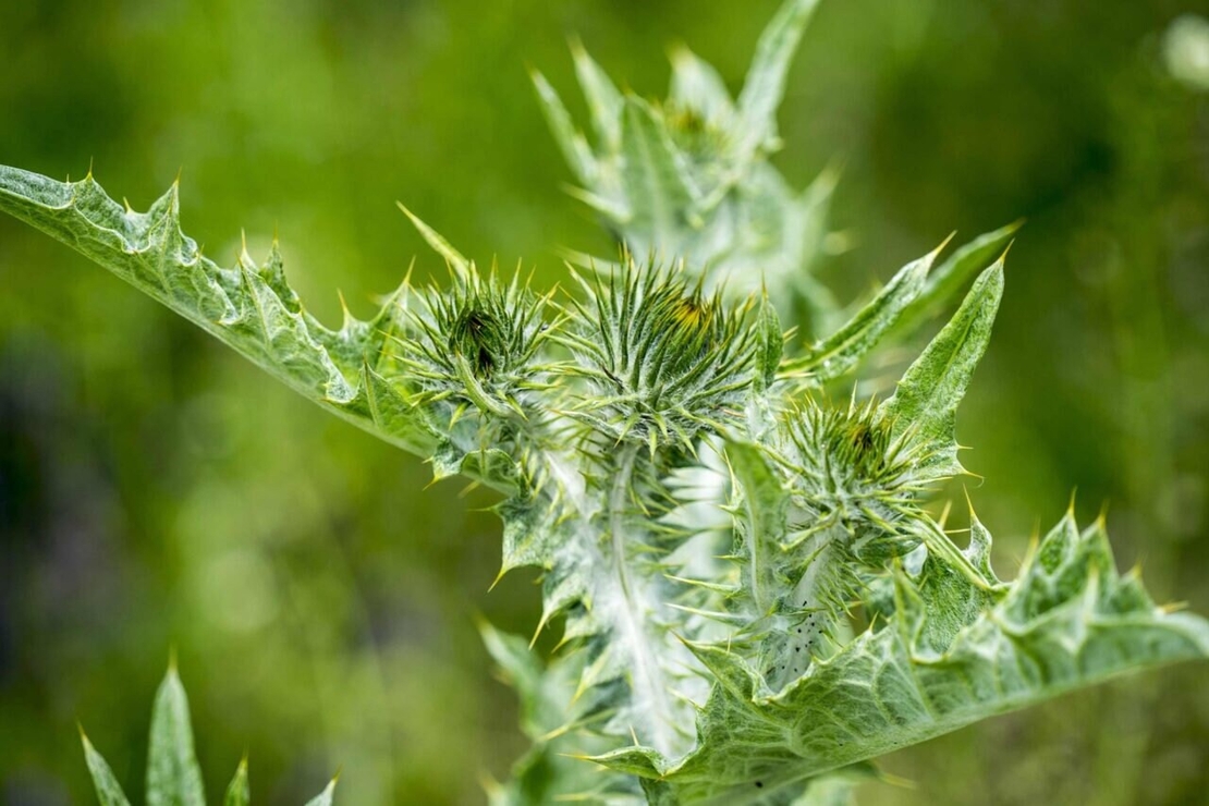 Organic MILK THISTLE SEEDS Powder | Silybum Marianum | Powder | Dried Seeds Powder | Organic Seeds Powder | Milk Thistle Flour