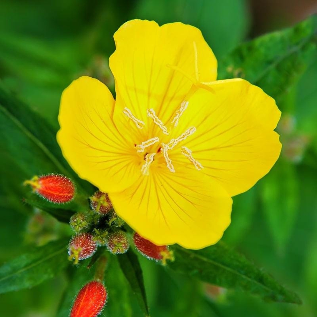 Organic EVENING PRIMROSE | Oenothera Biennis | Evening Primrose Tea | Herbal Tea | Dried Seeds | Organic Seeds | Organic Herb | Tea | Semens