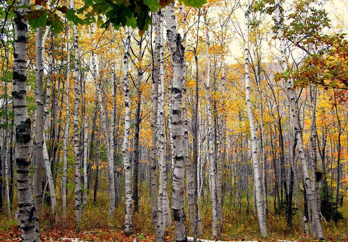 Бяла Бреза Пъпки | Betula pendula | B. alba – Натурална Детоксикация и Имунна Подкрепа