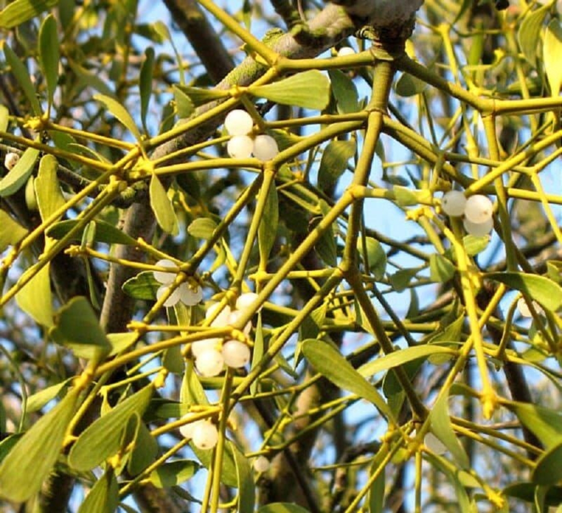Organic MISTLETOE HERB | viscum album | mistletoe tea | herbal tea | dried herbs | organic herbs | herba | tea