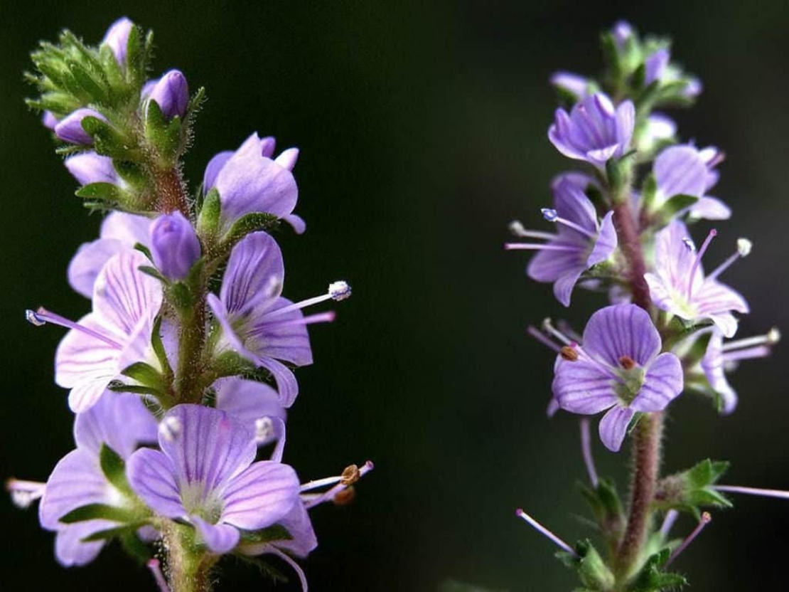 Organic speedwell herb | veronica officinalis | speedwell herb tea | herbal tea | herba | tea | dried herbs | organic herbs | herbalist