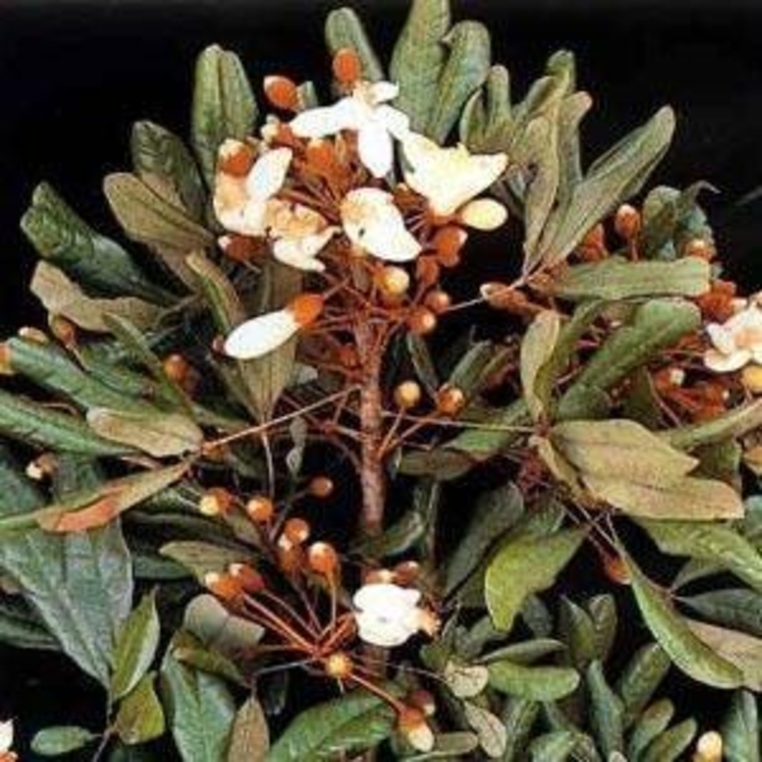 Organic CATUABA BARK | erythroxylum catuaba | trichilia catigua | catuaba bark tea | premium quality bark | herbal tea | herba | tea