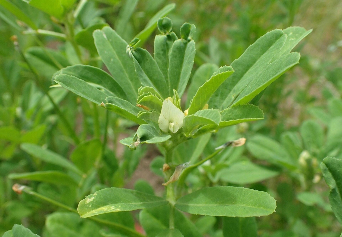 Organic FENUGREEK SEEDS | trigonella foenum graecum | fenugreek tea | herbal tea | dried seeds | organic seeds | herba | tea | semens