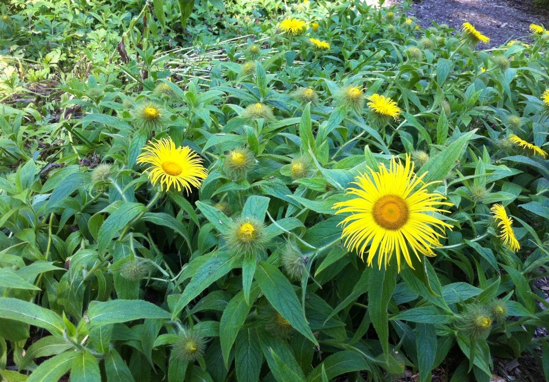 Organic ELECAMPANE ROOT | inula helenium | elecampane tea | herbal tea | dried root | dried herbs | organic herbs | herba | tea | root