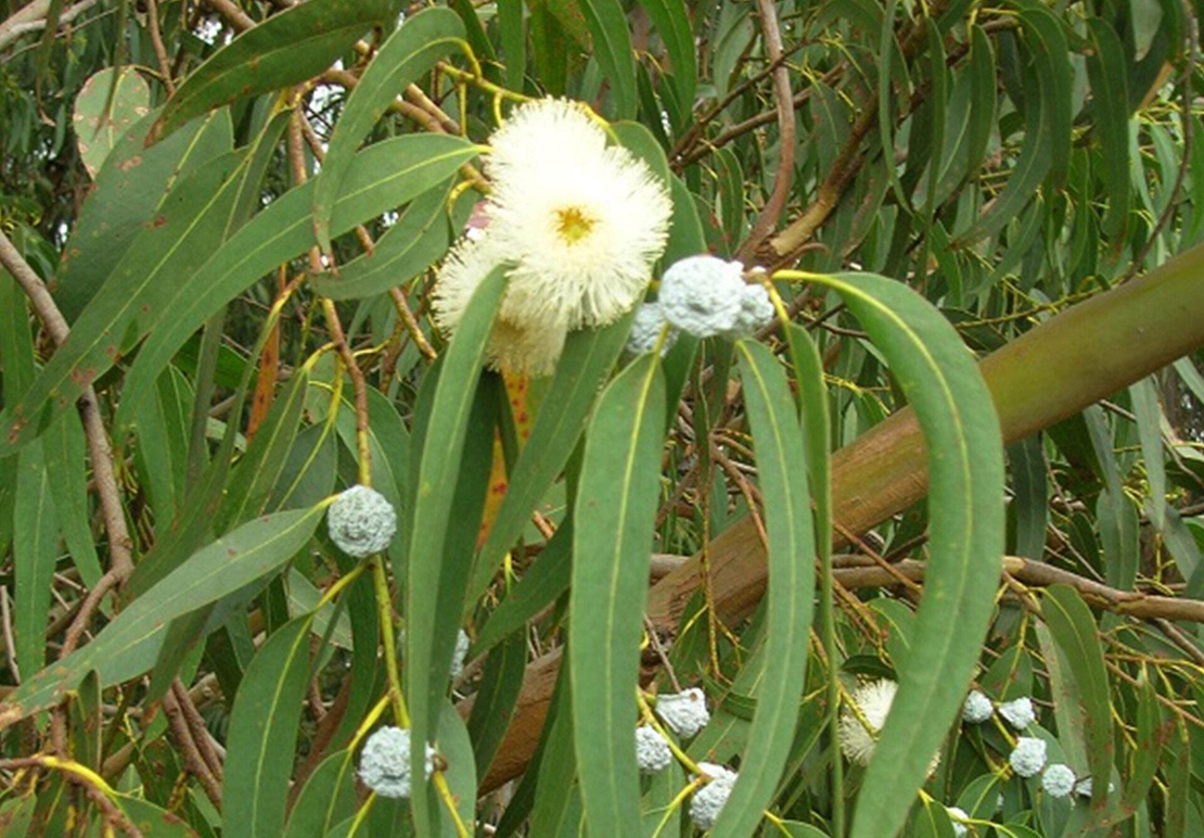 Organic EUCALYPTUS LEAF | eucalyptus globulus | eucalyptus tea | herbal tea | dried leaf | organic herbs | herba | tea | dried herbs