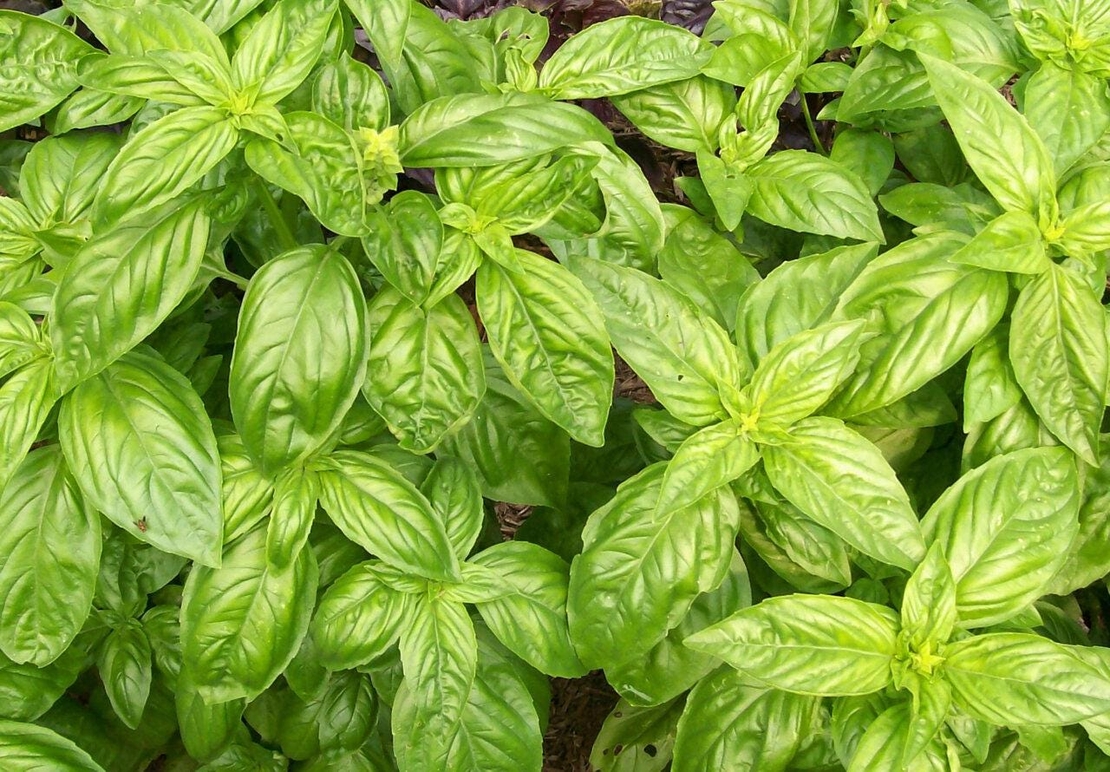 Organic BASIL LEAF | Ocimum basilicum , Organic Dried Spice , Organic Loose Spice , Organic Herb Spice | Basil Leaf Tea | Herbal Tea