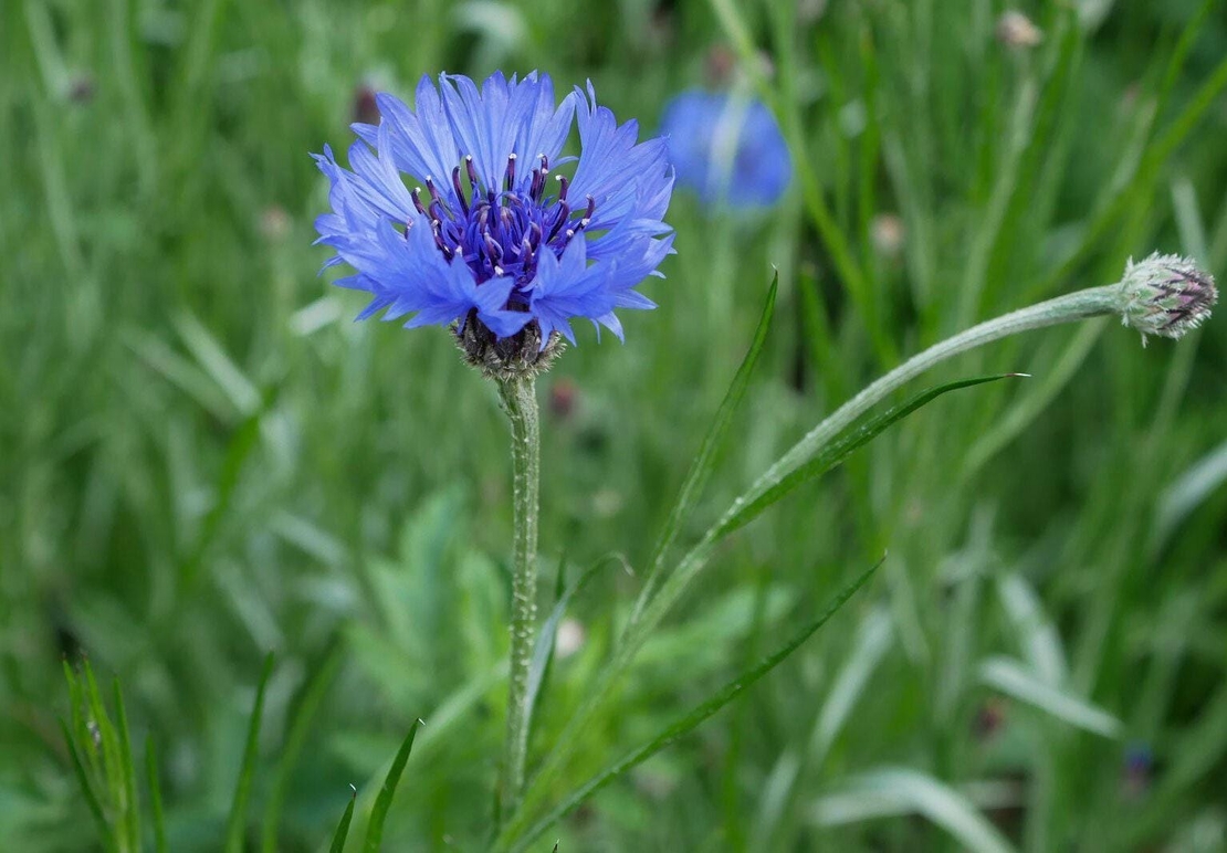 Organic CHICORY HERB | cichorium intybus | chicory herb tea | herbal tea | herba | tea | organic herbs | dried herbs | herbalist | herbal