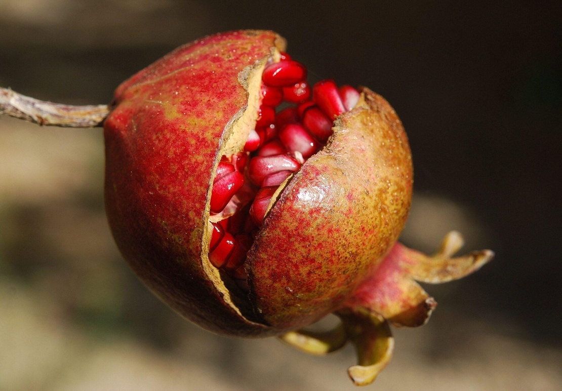 Organic POMEGRANATE BARK | Punica granatum | Natural Herbs Remedy | Natural Organic Tea | Organic Dried Herb | Loose Herb | Tea