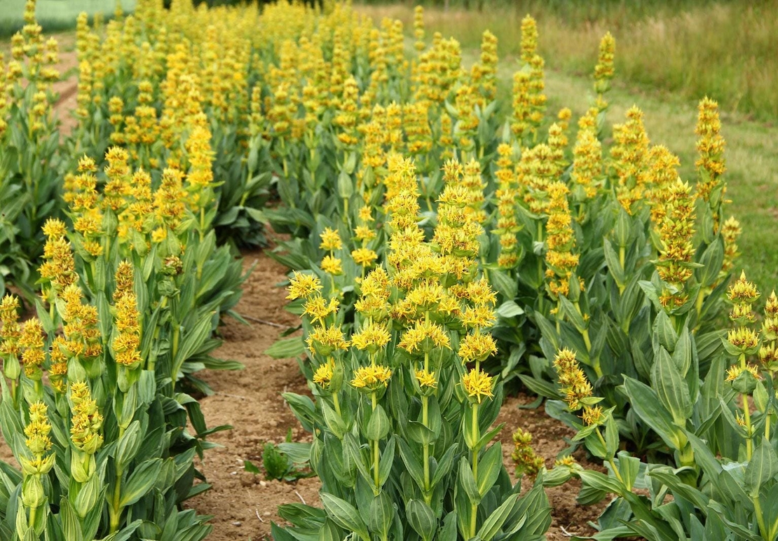 Organic Yellow Gentian Root (Gentiana lutea)
