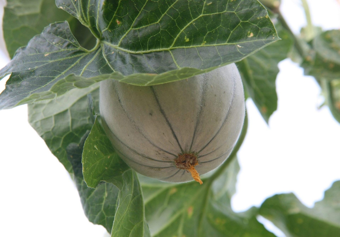 Organic MELON SEEDS | Cucumis Melo | Melon Tea | Herbal Tea | Semens | Dried Seeds | Organic Seeds | Organic Herbs