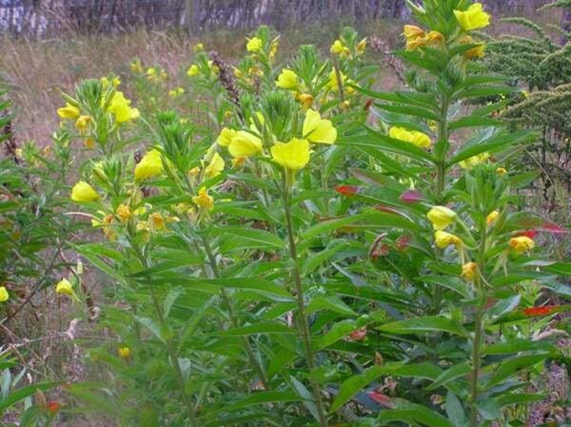 Organic EVENING PRIMROSE | oenothera biennis | evening primrose tea | herbal tea | dried seeds | organic seeds | organic herb | herba| tea