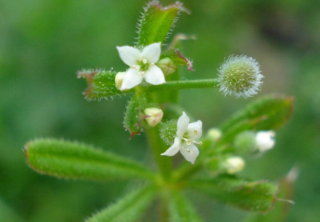 Organic CLEAVERS HERB | galium aparine | cleavers tea | herbal tea | dried herbs | organic herbs | herba | tea | cleavers herb tea