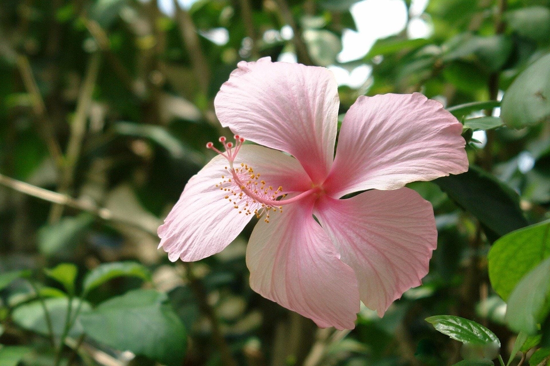 Organic HIBISCUS POWDER | hibiscus sabdariffa | hibiscus flower powder | hibiscus tea | herbal tea | organic herbs | powder | herba | tea