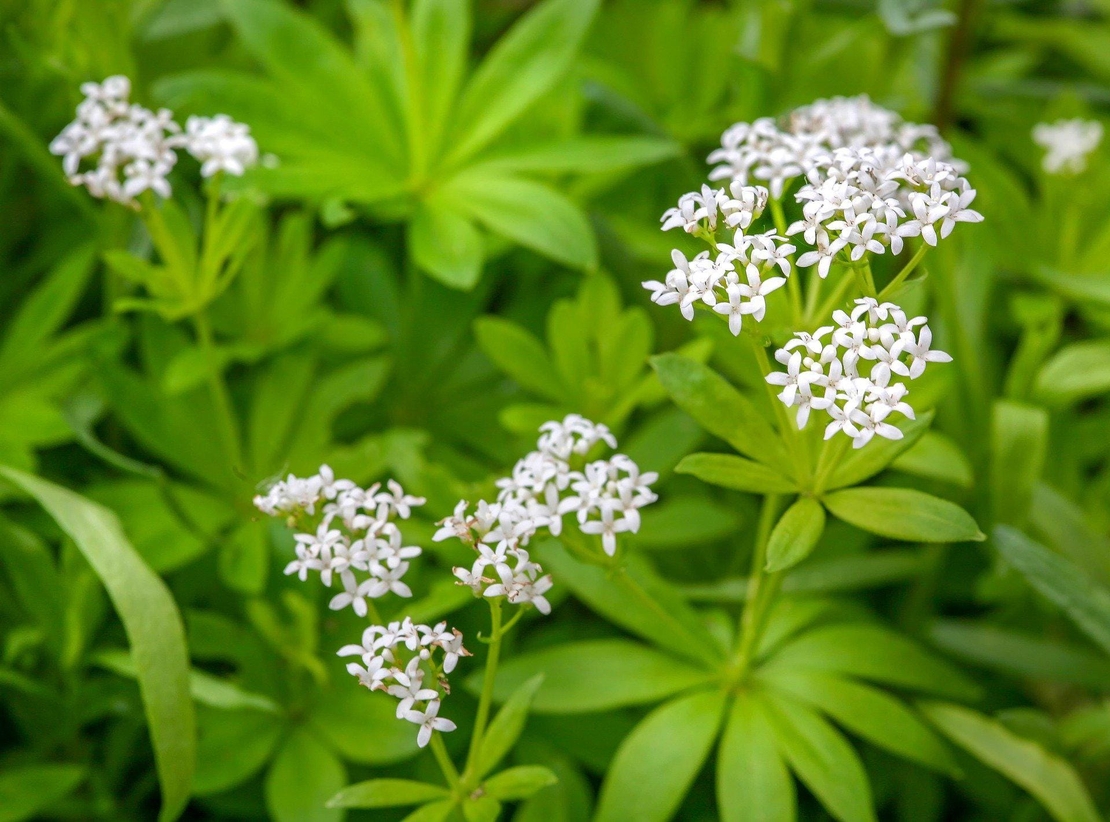 Organic Sweet Woodruff | Galium Odoratum | Asperula odorata | Asperula Leaf | Waldmeister Aspérule Aspérola Asperula Aspérula