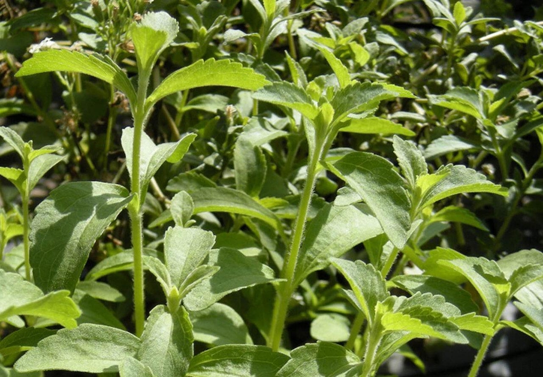 Organic STEVIA LEAF POWDER | Stevia rebaudiana | Pure Green Stevia | Grade A Sweetener | Organic Powder | Organic Herbs | Herba | Tea