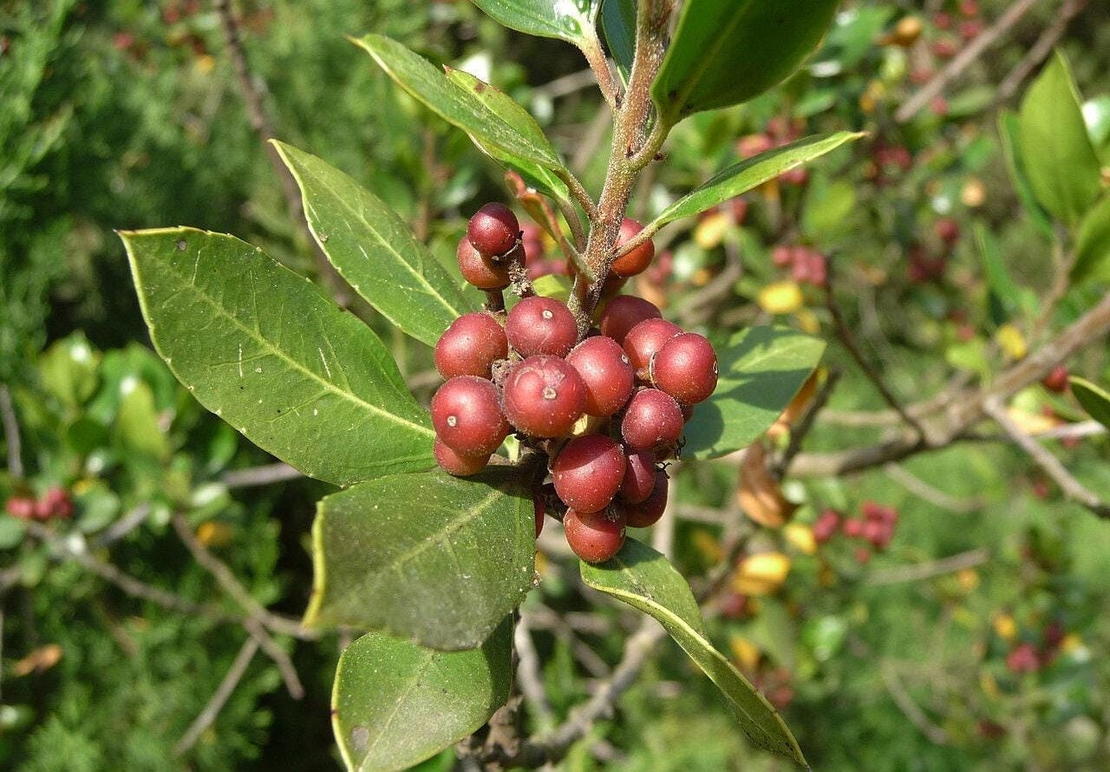 Organic BUCKTHORN BARK | frangula rupestris | buckthorn tea | herbal tea | organic herbs | dried herbs | herba | tea