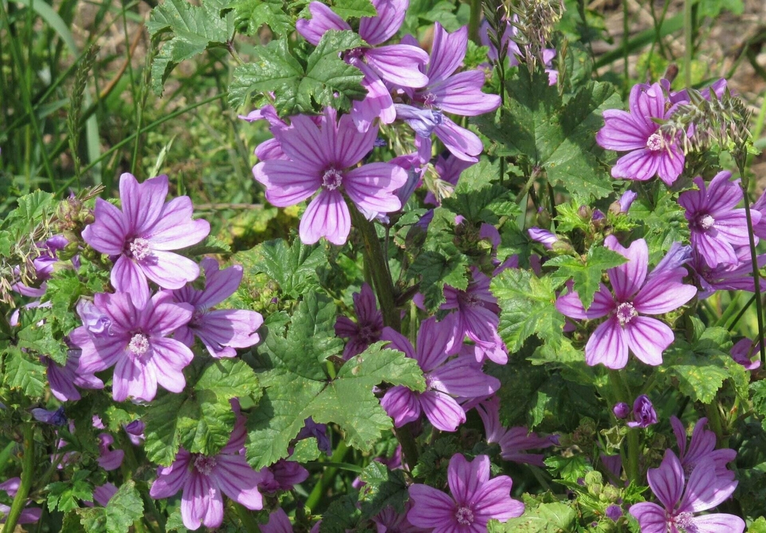 Organic BLUE MALLOW FLOWER | malva sylvestris | blue mallow tea | herbal tea | herba | tea | dried herb | organic herb | herba | herbalism