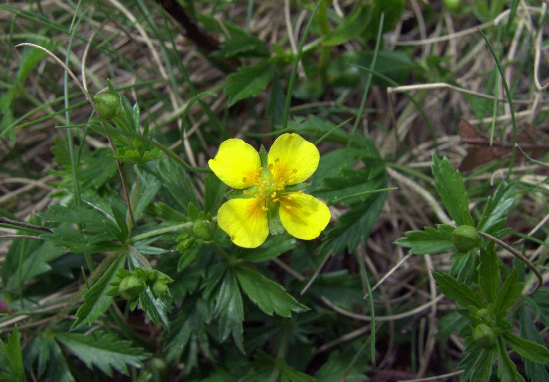 Organic tormentil herb | potentilla erecta | tormentil herb tea | herbal tea | herba | tea | organic herbs | dried herbs | herbalism | herbs