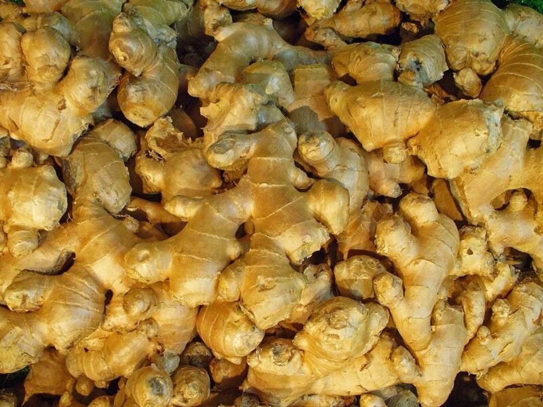 Organic GINGER ROOT POWDER | Zingiber Officinale | Dried Root | Organic Root | Organic Herbs | Herbal | Tea | Herbalist