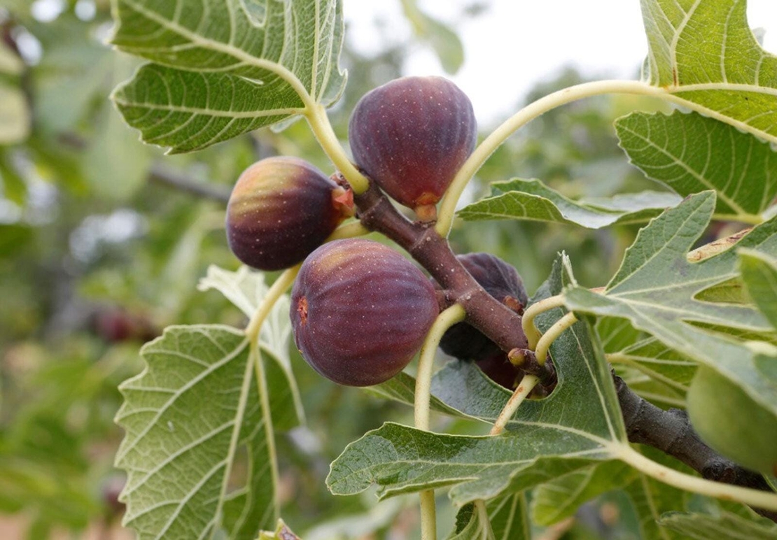 Organic FIG LEAF | Ficus Carica Folia | Fig Leaf Tea | Herbal Tea | Dried Leaves | Health Remedy | Dried Herbs | Natural Tea  Dried Bulk Tea