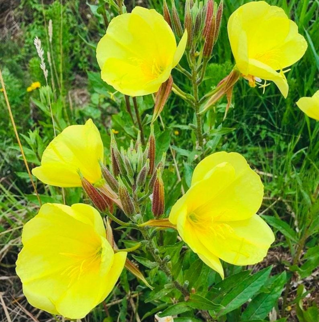 Organic EVENING PRIMROSE | Oenothera Biennis | Evening Primrose Tea | Herbal Tea | Dried Seeds | Organic Seeds | Organic Herb | Tea | Semens