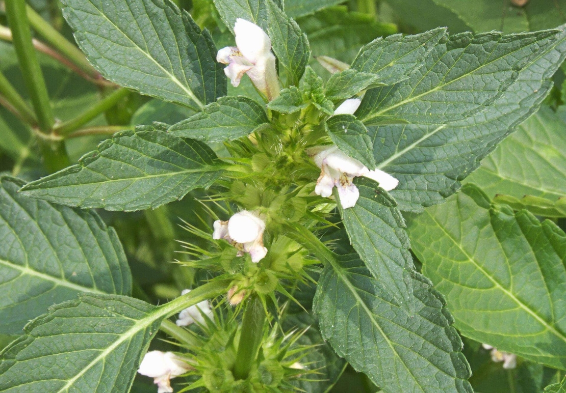 Organic HEMP NETTLE HERB | galeopsis tetrahit | hemp nettle tea | herbal tea | dried herbs | organic herbs | herba | tea