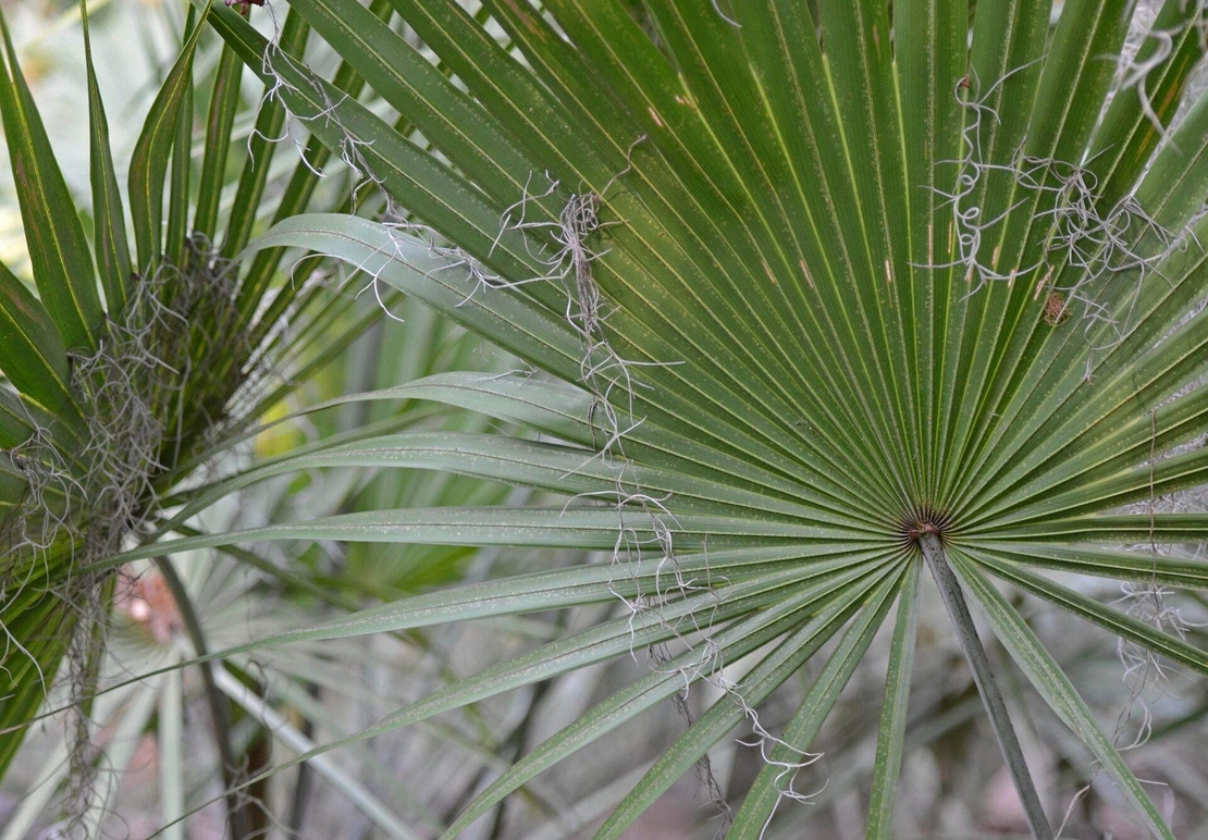Organic SAW PALMETTO BERRIES | Serenoa repens | Serenoa repens | Dried Herbal Berry for Wellness Organic Saw Palmetto Berry | Herba