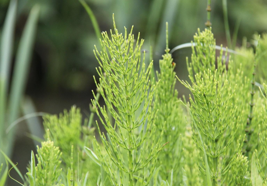 Organic horsetail herb | equisetum arvense | horsetail tea | organic herbs | dried herbs | herba | tea
